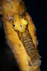 Western Australian Seahorse.  Taken at the old Robb's Jet... by Mick Tait 